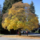 Illustration for article titled Pics from the Curbside: 2018-10-14 to Kitsilano Secondary School